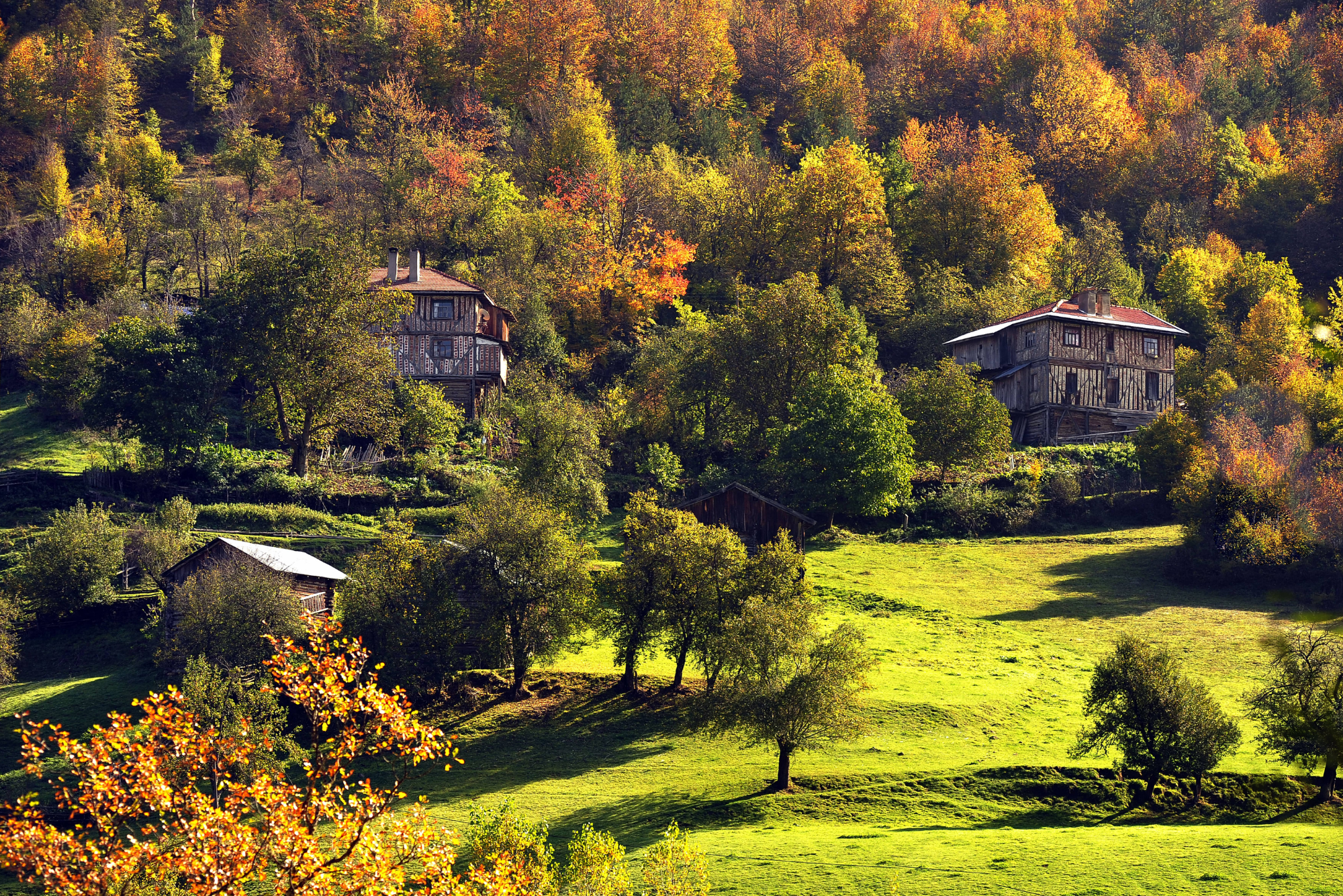 gallery-image
